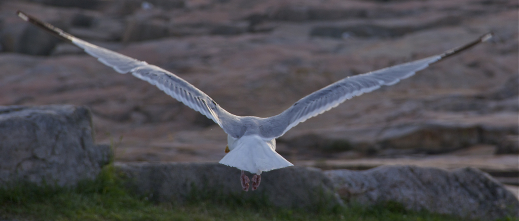 Head and feet down, wings out...  fly away