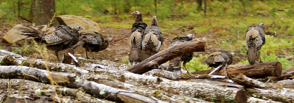Wild turkeys