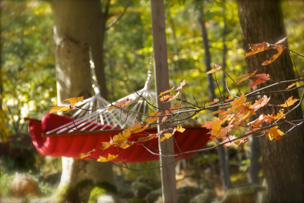 Gorgeous fall day today