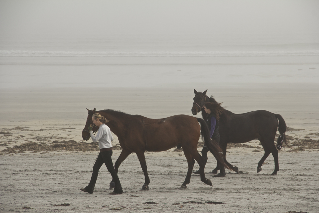 Wasn't expecting to see horses on Long Sands Beach today...