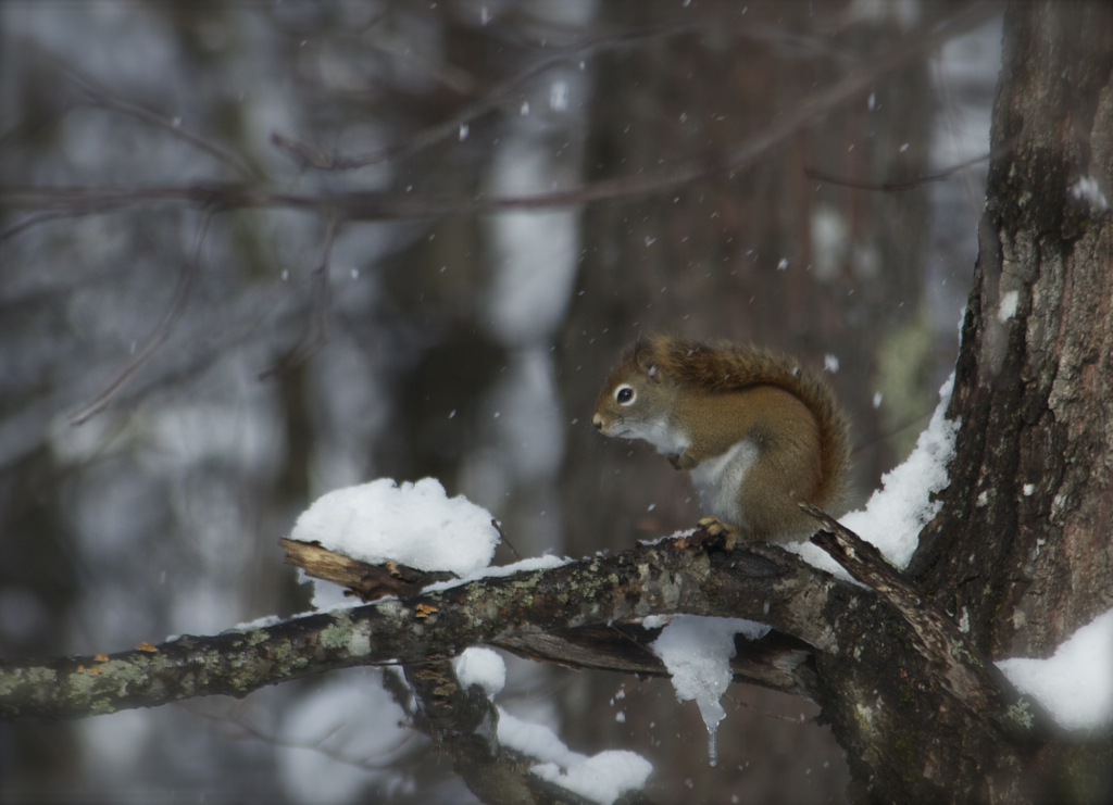 Almost looks like this poor little guy is shivering...  