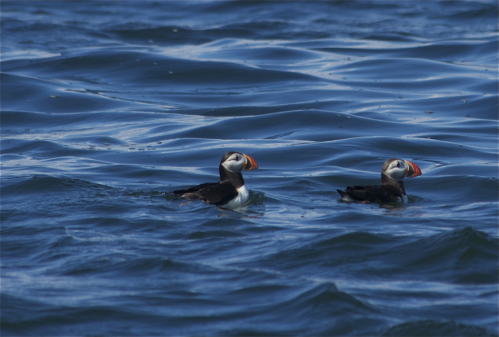 Puffins!